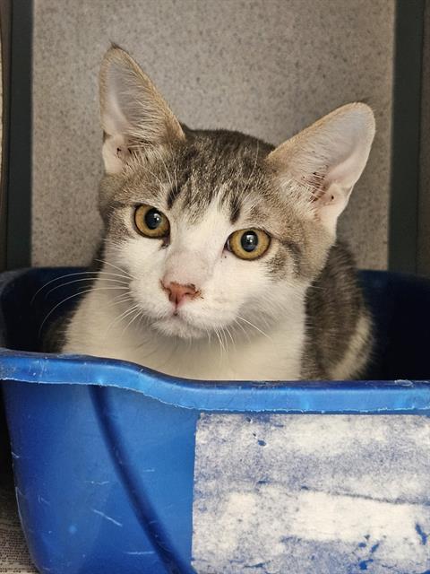 adoptable Cat in Castaic, CA named LENNY