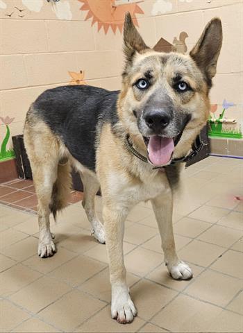 adoptable Dog in Castaic, CA named MAJOR