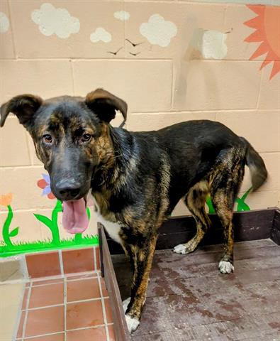 adoptable Dog in Castaic, CA named BENNY