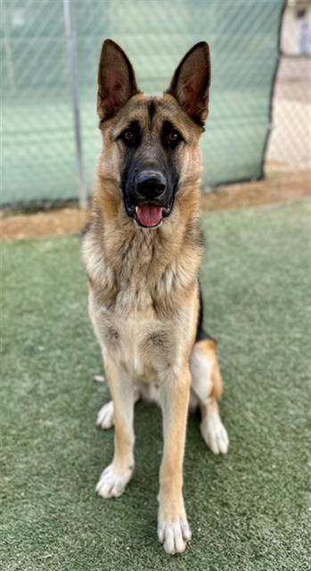 adoptable Dog in Castaic, CA named MAX