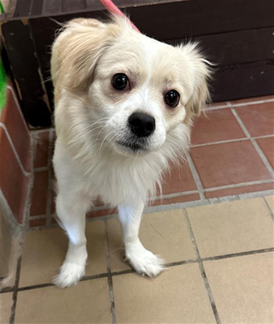 adoptable Dog in Castaic, CA named PEANUT