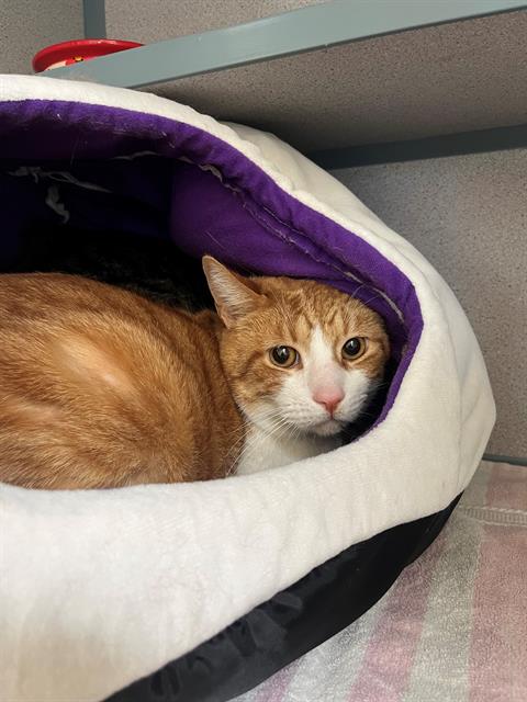 adoptable Cat in Castaic, CA named TIGGER