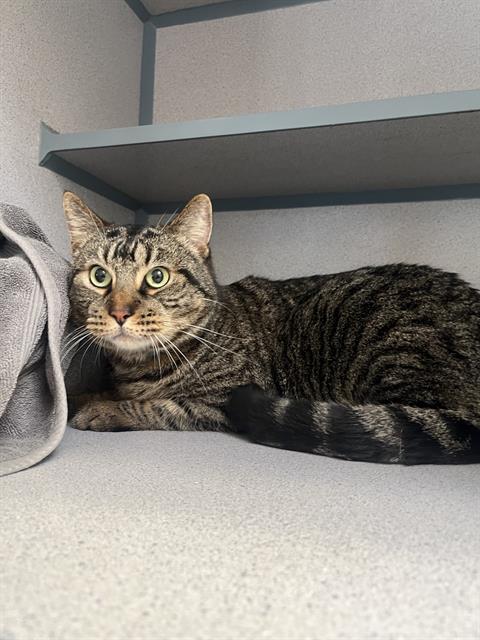 adoptable Cat in Castaic, CA named LEO
