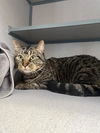 adoptable Cat in castaic, CA named LEO