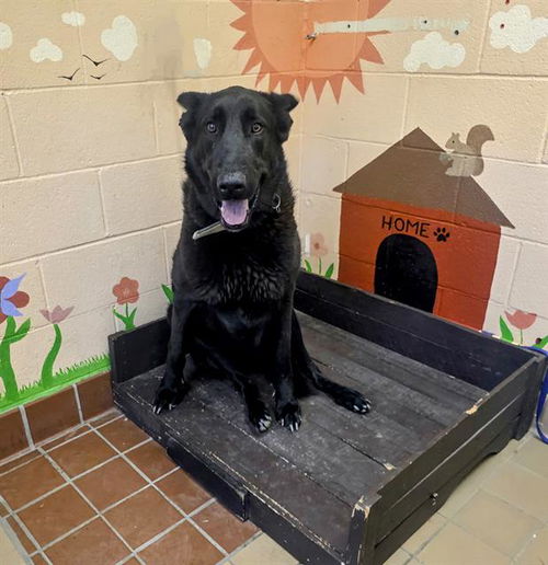 picture of the dog needing adoption