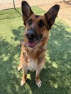 adoptable Dog in castaic, CA named PEARLA