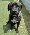 adoptable Dog in  named HOLLY