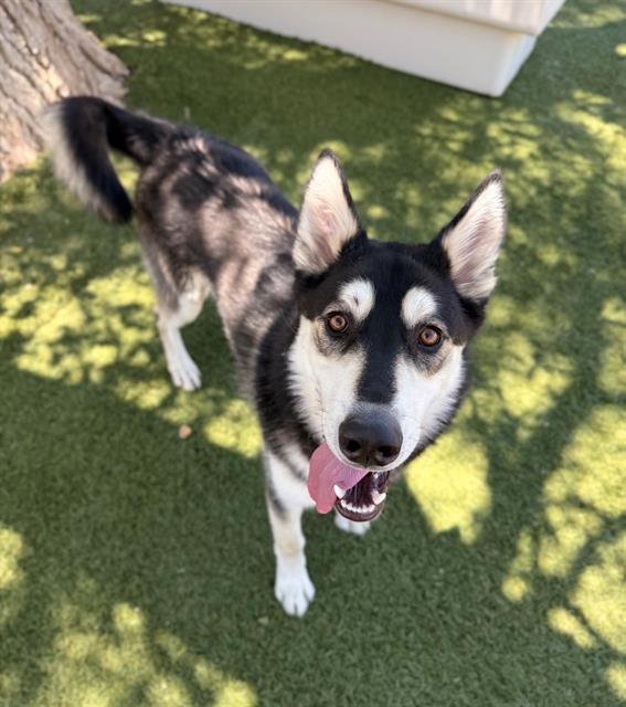 adoptable Dog in Castaic, CA named BALTO