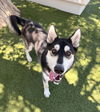 adoptable Dog in castaic, CA named BALTO
