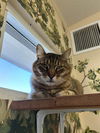 adoptable Cat in castaic, CA named CODY