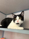 adoptable Cat in castaic, CA named LOKI