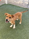 adoptable Dog in castaic, CA named VESPER