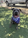 adoptable Dog in  named KANE