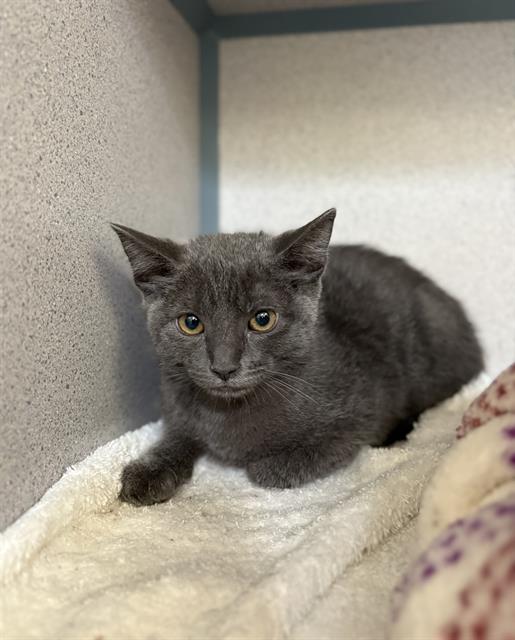 adoptable Cat in Castaic, CA named TILLY