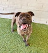 adoptable Dog in  named PIKACHEW