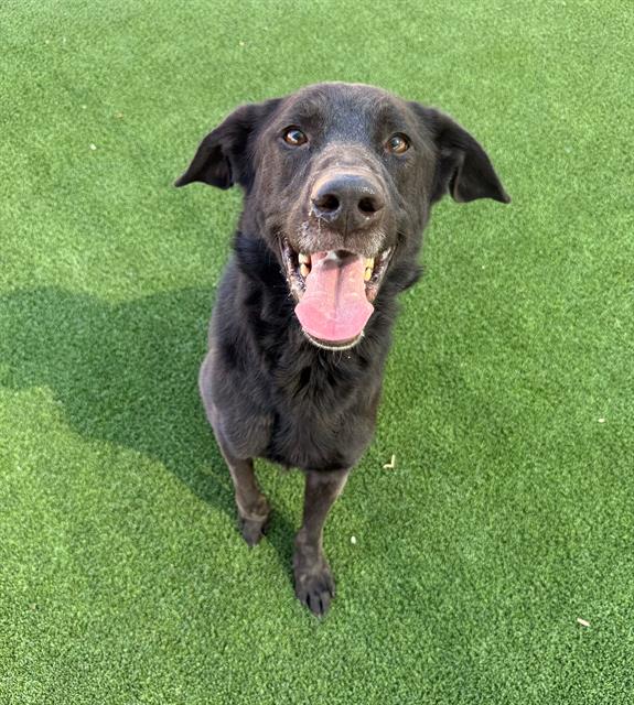 adoptable Dog in Castaic, CA named RAFFERTY