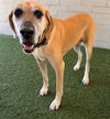adoptable Dog in  named HARLEY