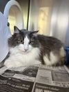 adoptable Cat in castaic, CA named ZEB