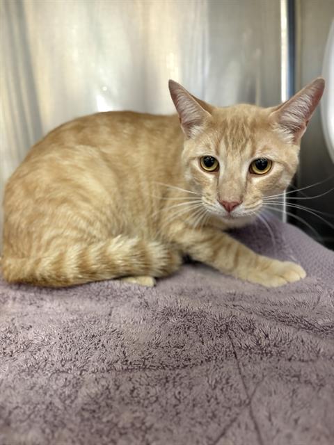adoptable Cat in Castaic, CA named TIGER