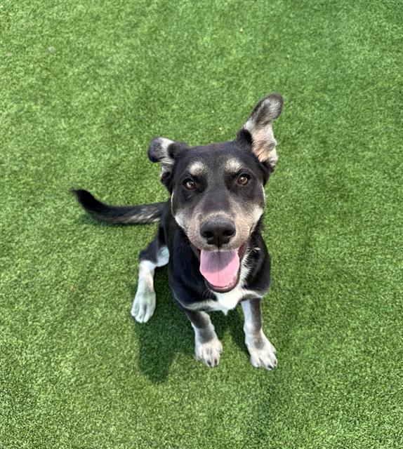 adoptable Dog in Castaic, CA named CREW