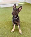 adoptable Dog in castaic, CA named WAGSLEY
