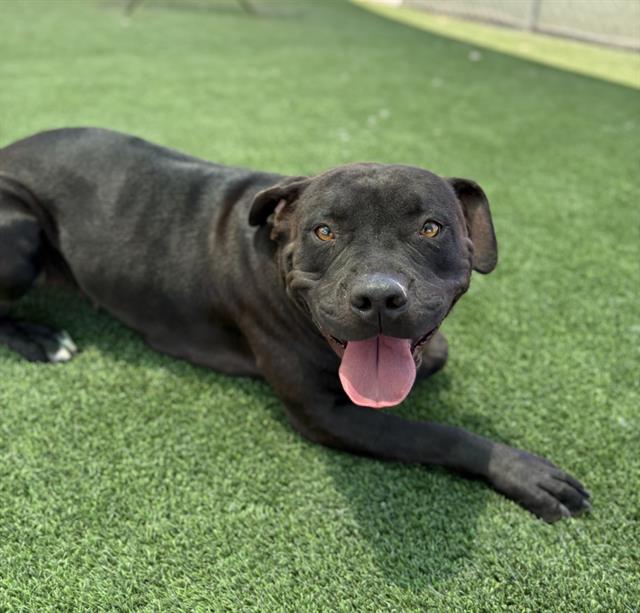 adoptable Dog in Castaic, CA named PUPCORN