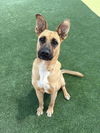 adoptable Dog in castaic, CA named WHEEZY
