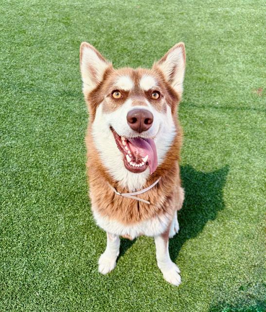 adoptable Dog in Castaic, CA named LAYLA