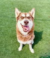 adoptable Dog in castaic, CA named LAYLA