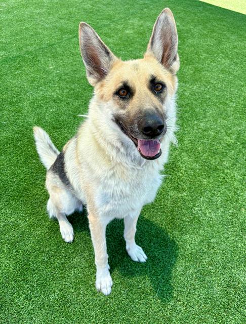 adoptable Dog in Castaic, CA named SHEILA