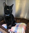 adoptable Cat in castaic, CA named TRUMAN