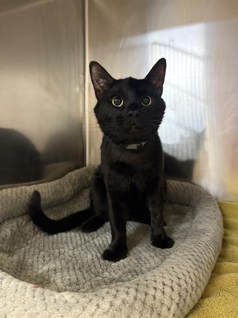 adoptable Cat in Castaic, CA named TRUMAN