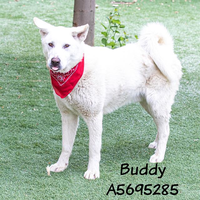 adoptable Dog in Castaic, CA named BUDDY