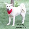 adoptable Dog in castaic, CA named BUDDY
