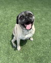 adoptable Dog in  named PABLITO