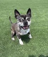 adoptable Dog in  named LARSON