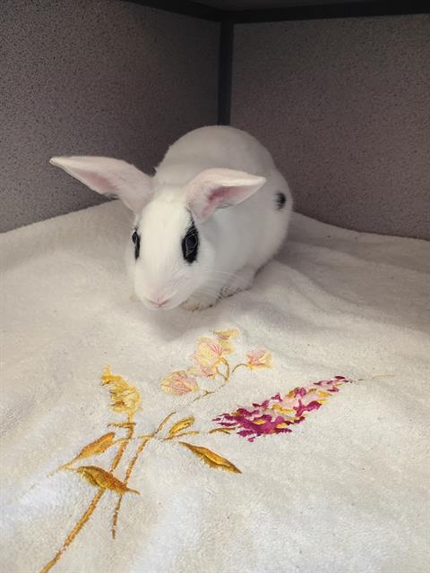 adoptable Rabbit in Castaic, CA named BUGS BUNNY