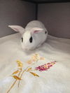 adoptable Rabbit in castaic, CA named BUGS BUNNY
