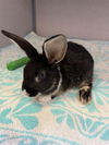 adoptable Rabbit in castaic, CA named AKOYA