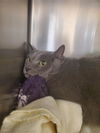 adoptable Cat in castaic, CA named LINUS