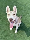 adoptable Dog in castaic, CA named BRAXTON