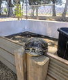 adoptable Turtle in castaic, CA named BURTY