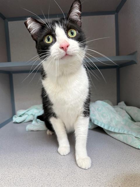 adoptable Cat in Castaic, CA named ZUZU