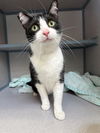 adoptable Cat in castaic, CA named ZUZU