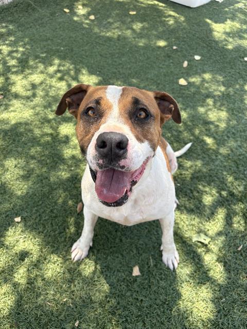 adoptable Dog in Castaic, CA named ZOEY