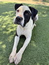 adoptable Dog in castaic, CA named OREO