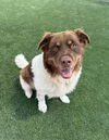 adoptable Dog in castaic, CA named BABUSHKA