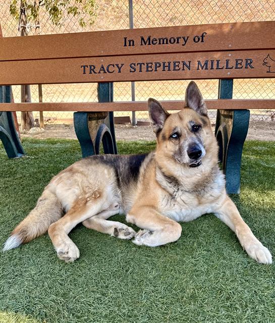 adoptable Dog in Castaic, CA named THOR