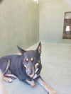 adoptable Dog in castaic, CA named NALA