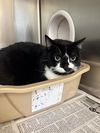 adoptable Cat in castaic, CA named PHANNY